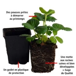 Collection De 4 Fraisiers Originaux -Fournitures De Jardin Soldes 2024 103895 4