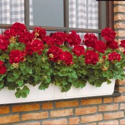 Collection De 6 Géraniums : Rouges, Blancs, Abricot -Fournitures De Jardin Soldes 2024 103907 2