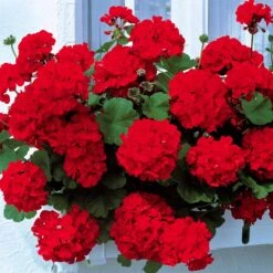 Collection De 6 Géraniums : Rouges, Blancs, Abricot -Fournitures De Jardin Soldes 2024 103907 3