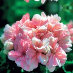 Collection De 6 Géraniums : Rouges, Blancs, Abricot -Fournitures De Jardin Soldes 2024 103907 6