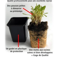 Collection De 6 Géraniums : Rouges, Blancs, Abricot -Fournitures De Jardin Soldes 2024 103907 7