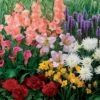 31 Bulbes à Floraison Estivale En Mélange