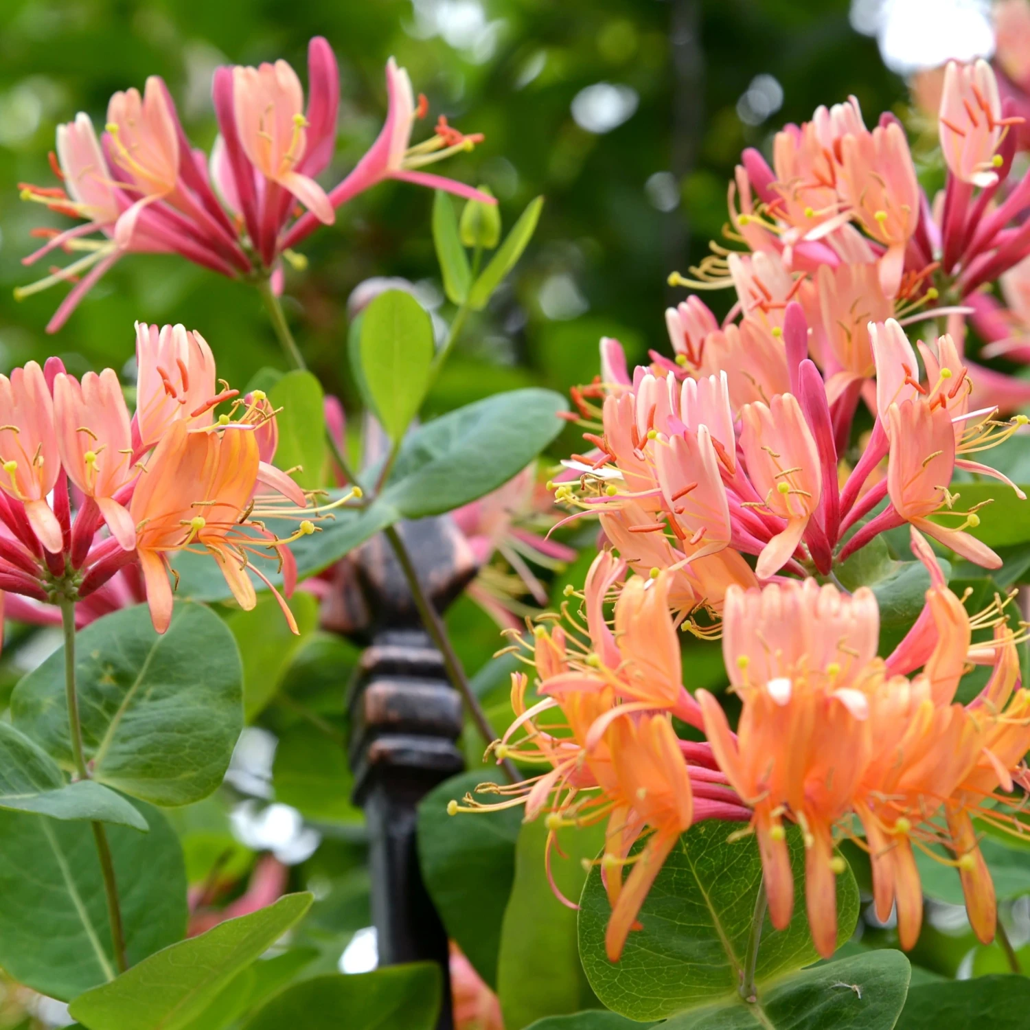 Collection De 3 Grimpantes : Chèvrefeuille, Clématite, Vigne Vierge 2 Collection De 3 Grimpantes : Chèvrefeuille, Clématite, Vigne Vierge – Image 2