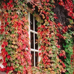 Collection De 3 Grimpantes : Chèvrefeuille, Clématite, Vigne Vierge 7 Collection De 3 Grimpantes : Chèvrefeuille, Clématite, Vigne Vierge -Fournitures De Jardin Soldes 2024 103917 3 1704898577017