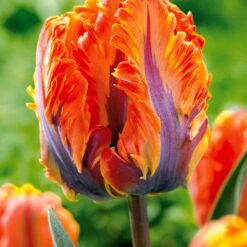 Collection De 24 Tulipes Perroquet : Princesse Irene, Black Parrot, Apric -Fournitures De Jardin Soldes 2024 104010 2