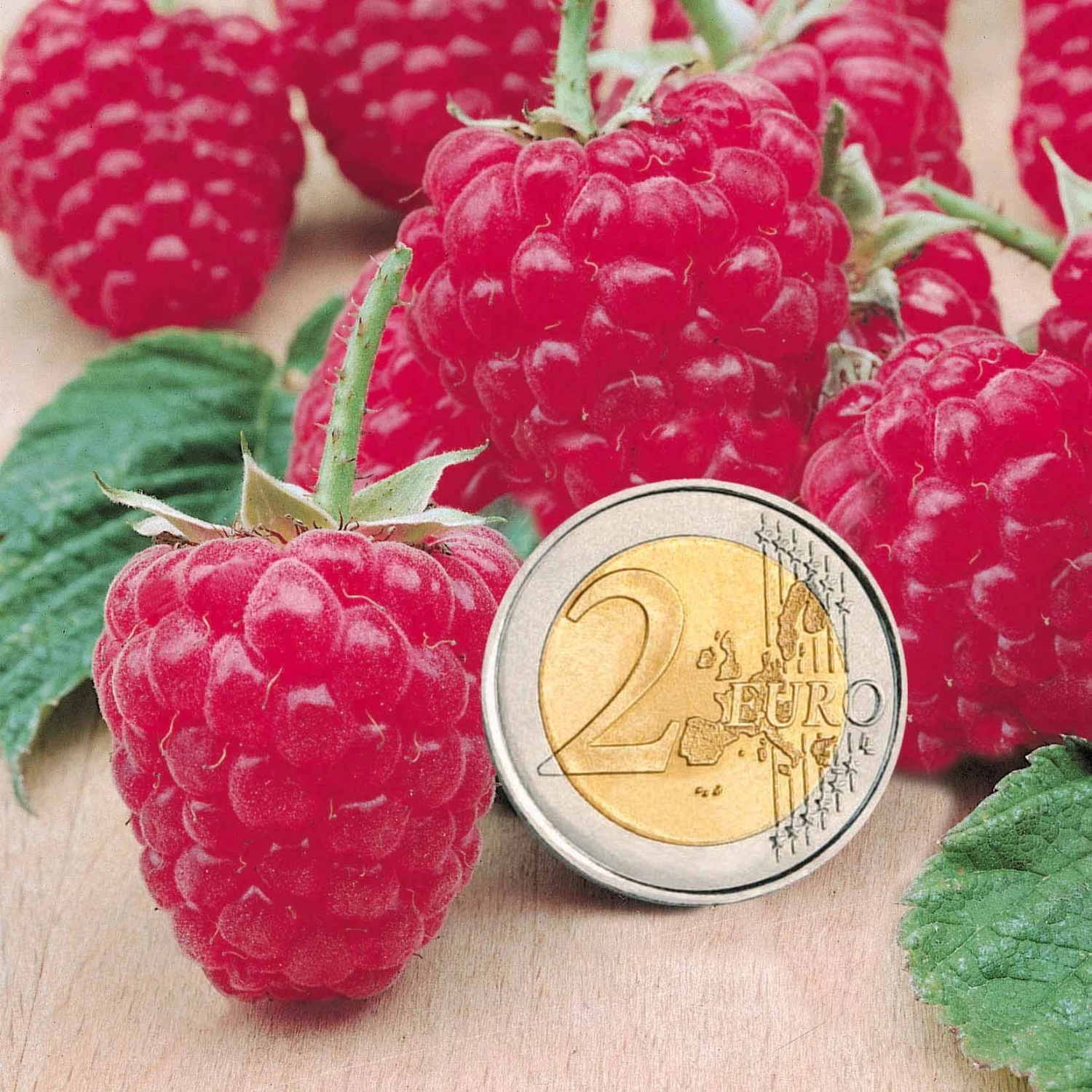 Collection De 9 Fruitiers à Fruits Rouges 7 Collection De 9 Fruitiers à Fruits Rouges – Image 7