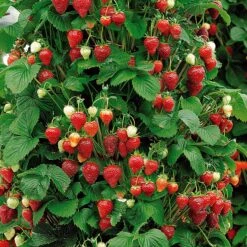 Collection De 9 Fruitiers à Fruits Rouges 12 Collection De 9 Fruitiers à Fruits Rouges -Fournitures De Jardin Soldes 2024 104031 8