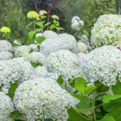 Collection D'Hortensias Pour Massifs Et Haies Fleuris - 3 Arbustes -Fournitures De Jardin Soldes 2024 104032 2