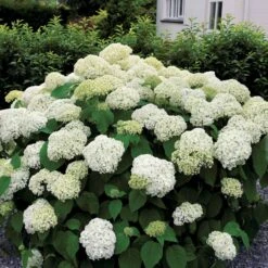 Collection D'Hortensias Pour Massifs Et Haies Fleuris - 3 Arbustes -Fournitures De Jardin Soldes 2024 104032 3