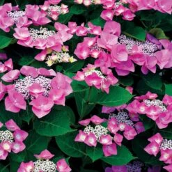 Collection D'Hortensias Pour Massifs Et Haies Fleuris - 3 Arbustes -Fournitures De Jardin Soldes 2024 104032 7