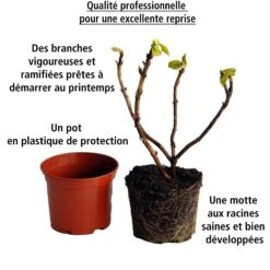 Collection D'Hortensias Pour Massifs Et Haies Fleuris - 3 Arbustes -Fournitures De Jardin Soldes 2024 104032 8