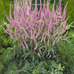 Collection De 9 Plantes Vivaces Pour La Mi-ombre -Fournitures De Jardin Soldes 2024 104034 4