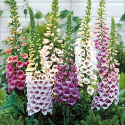 Collection De 9 Plantes Vivaces Pour La Mi-ombre -Fournitures De Jardin Soldes 2024 104034 6