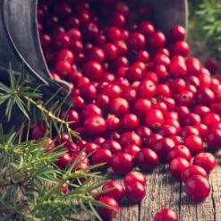 Collection De 4 Arbustes à Fruits Vitaminés -Fournitures De Jardin Soldes 2024 104035 7