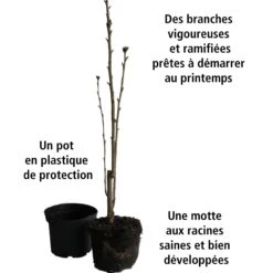 Collection De 3 Arbustes Pour Jardin Japonais -Fournitures De Jardin Soldes 2024 104036 6 1706102429918