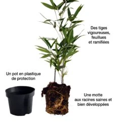 Collection De 3 Arbustes Pour Jardin Japonais -Fournitures De Jardin Soldes 2024 104036 7 1706102433416