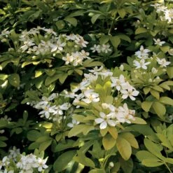 Collection De 2 Arbustes : érable Pourpre Et Oranger Du Mexique Doré -Fournitures De Jardin Soldes 2024 104037 4 1705068192214