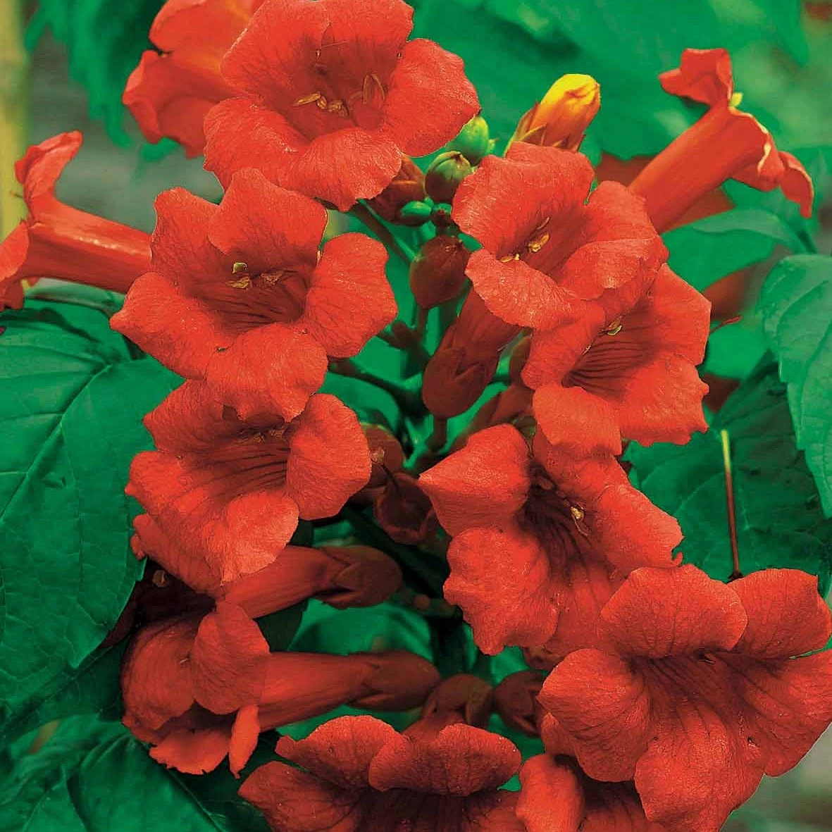 Collection De Bignone Et Chèvrefeuille 3 Collection De Bignone Et Chèvrefeuille – Image 3