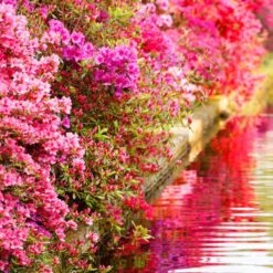 Collection De 3 Azalées Du Japon -Fournitures De Jardin Soldes 2024 104049 3 1700063413987