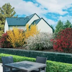 Collection Haie Printanière - 4 Arbustes