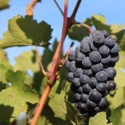 Collection De 3 Viticoles : Vitis Vinifera Pinot, Merlot, Chardonnay 8 Collection De 3 Viticoles : Vitis Vinifera Pinot, Merlot, Chardonnay -Fournitures De Jardin Soldes 2024 104057 4