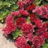 Sedum Spurium Fuldaglut