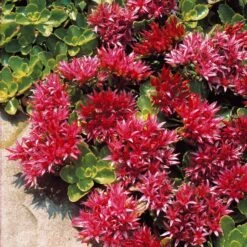 Sedum Spurium Fuldaglut