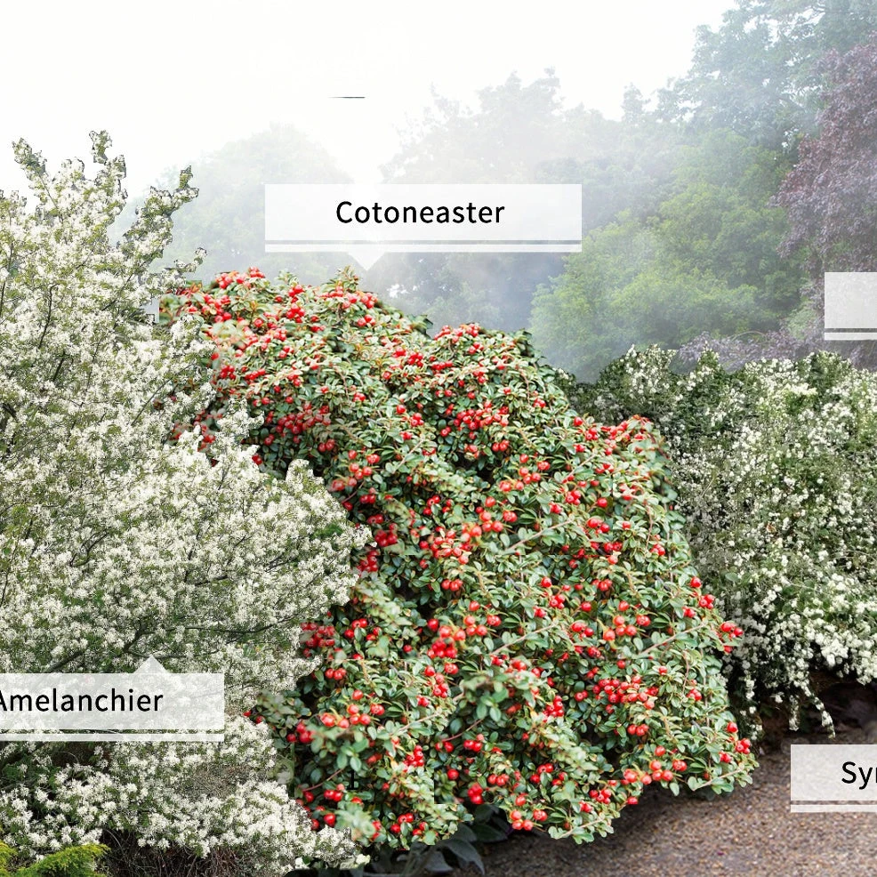 Collection Haie Aux Oiseaux 1 Collection Haie Aux Oiseaux