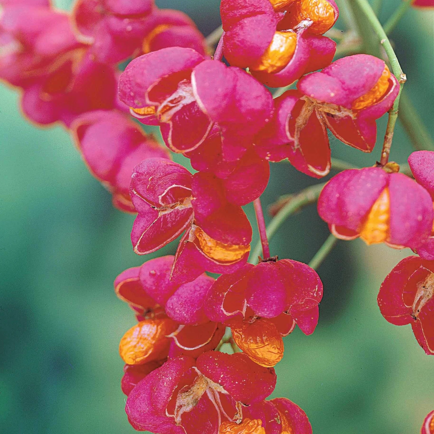 Collection Haie Aux Oiseaux 3 Collection Haie Aux Oiseaux â Image 3