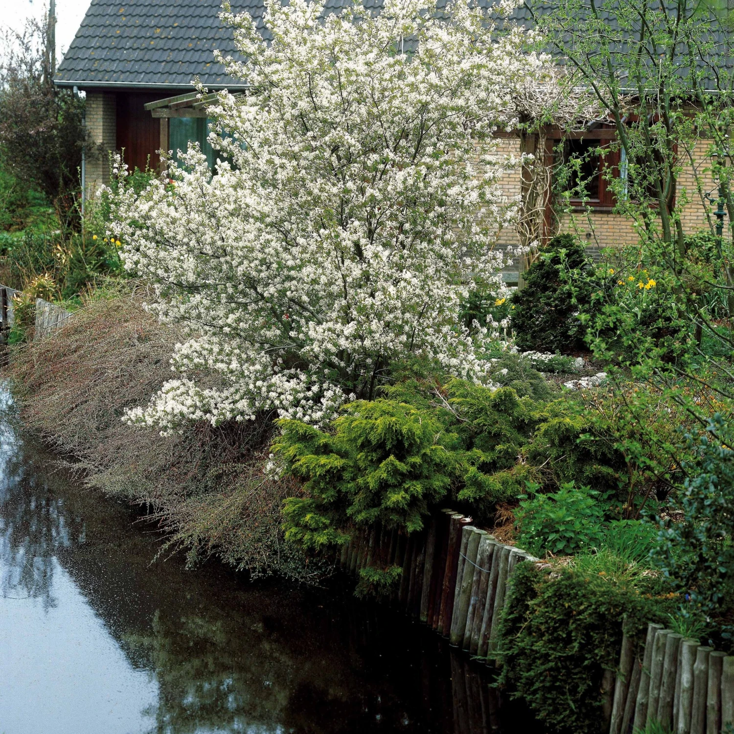 Collection Haie Aux Oiseaux 4 Collection Haie Aux Oiseaux â Image 4