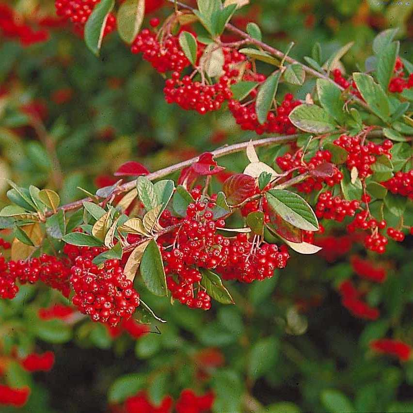 Collection Haie Aux Oiseaux 6 Collection Haie Aux Oiseaux â Image 6