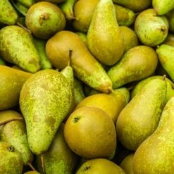 Collection De Poiriers : Conférence, Williams, Doyenne Du Comice -Fournitures De Jardin Soldes 2024 104649 1