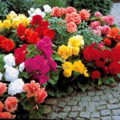 10 Bégonias Doubles En Mélange EXTRA -Fournitures De Jardin Soldes 2024 104907 3