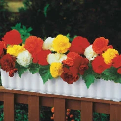 10 Bégonias Doubles En Mélange EXTRA -Fournitures De Jardin Soldes 2024 104907 5