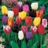 100 Tulipes à Longues Tiges En Mélange