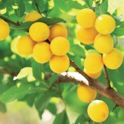 Prunier Reine-Claude D’Oullins 4 Prunier Reine-Claude D’Oullins -Fournitures De Jardin Soldes 2024 111117 1 1700220165308