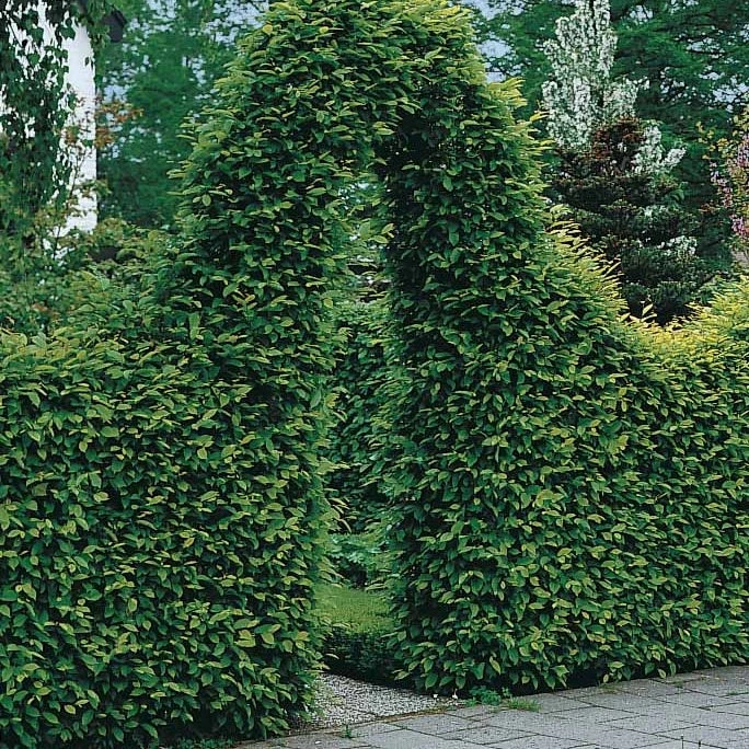 Haie De 10 Charmes 1 Haie De 10 Charmes