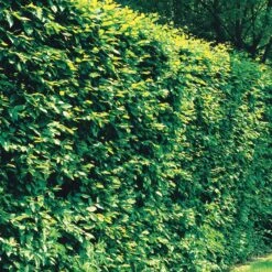 Haie De 10 Charmes 9 Haie De 10 Charmes -Fournitures De Jardin Soldes 2024 112263 7