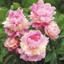 Mélange De 3 Pivoines : Immaculée, Sorbet, Red Charm -Fournitures De Jardin Soldes 2024 25931 3