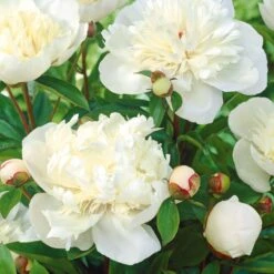Mélange De 3 Pivoines : Immaculée, Sorbet, Red Charm -Fournitures De Jardin Soldes 2024 25931 4