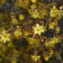 Jasmin D'hiver 14 Jasmin D'hiver -Fournitures De Jardin Soldes 2024 25968 1