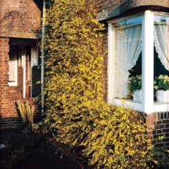 Jasmin D'hiver 13 Jasmin D'hiver -Fournitures De Jardin Soldes 2024 25968 10