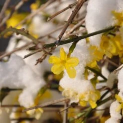 Jasmin D'hiver 15 Jasmin D'hiver -Fournitures De Jardin Soldes 2024 25968 2