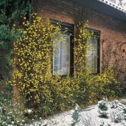Jasmin D'hiver 11 Jasmin D'hiver -Fournitures De Jardin Soldes 2024 25968 8