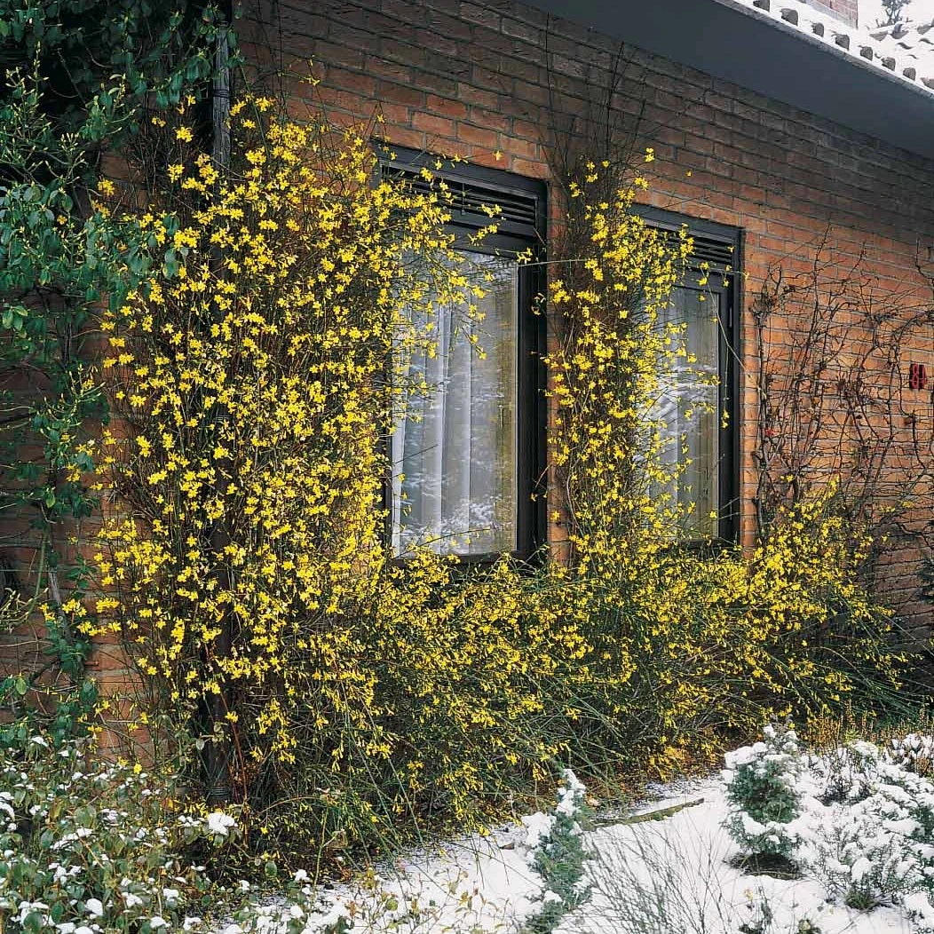 Jasmin D'hiver 4 Jasmin D'hiver – Image 4