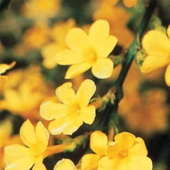 Jasmin D'hiver 12 Jasmin D'hiver -Fournitures De Jardin Soldes 2024 25968 9