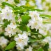 Seringat Virginal - Philadelphus
