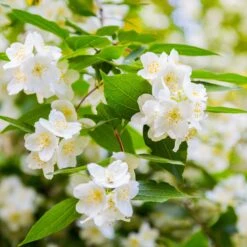 Seringat Virginal - Philadelphus