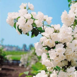 Seringat Virginal - Philadelphus -Fournitures De Jardin Soldes 2024 26030 2 1699526021298