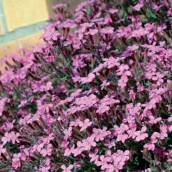 5 Saponaires Ocymoides -Fournitures De Jardin Soldes 2024 26043 1